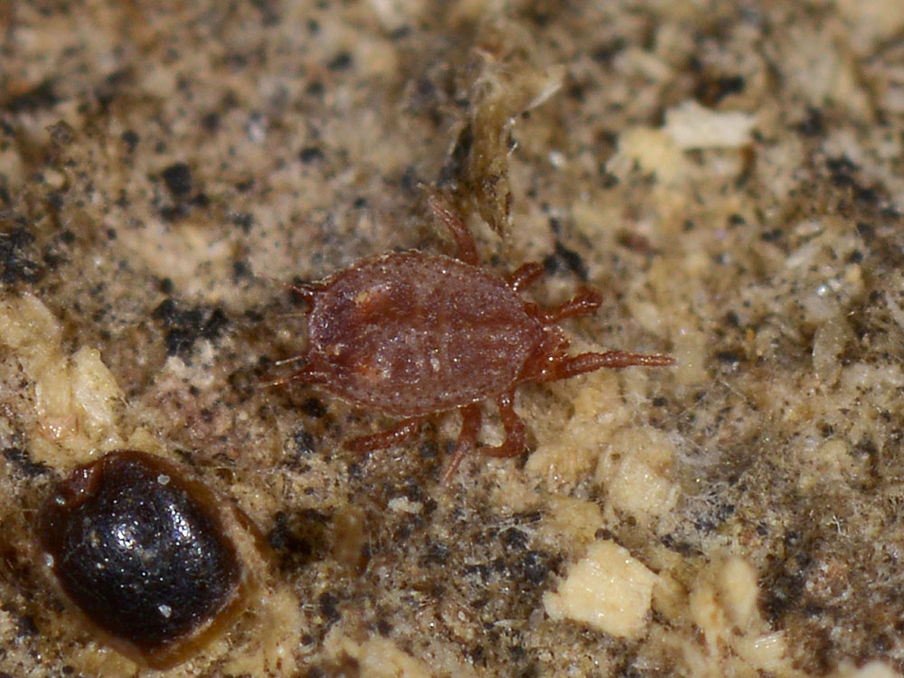 Acaro o zecca? Acaro Mesostigmata Sejidae: Sejus sp.